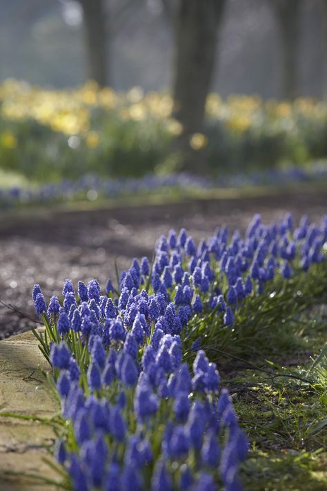 Gardening 101: Grape Hyacinth: Gardenista Hyacinths Garden, Muscari Flowers, Grape Hyacinth, Aquaponics System, Gardening 101, Garden Bulbs, Growing Grapes, Garden Care, Gorgeous Gardens