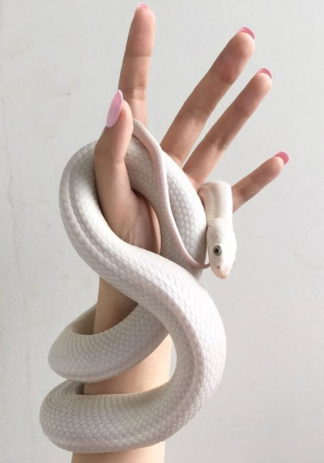 Snake Aesthetic, Cute Snakes, Hand References, Pretty Snakes, Cute Reptiles, Cute Snake, Beautiful Snakes, Pet Snake, Hand Drawing Reference