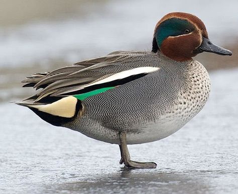 Green Winged Teal, Green Wing Teal, Waterfowl Taxidermy, Duck Stamp, Blue Winged Teal, Green Wing, Duck Duck, Bird Species, Taxidermy