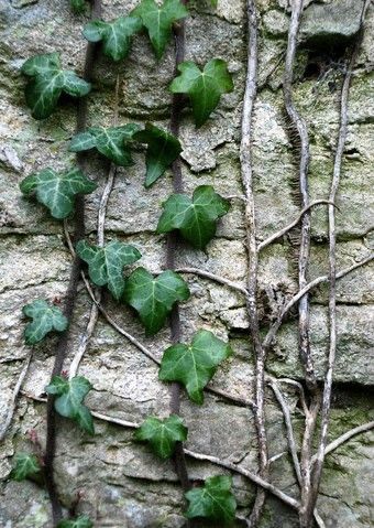 Climbing Ivy, Easy To Grow Houseplants, Ivy Cottage, Weeping Fig, Forest Mural, English Ivy, Chinese Evergreen, Hydroponic Plants, Inside Plants