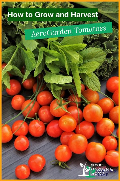 Learn to grow and harvest AeroGarden Tomatoes. It’s also possible to produce fantastic harvests of cherry tomatoes that are fresher and more flavorsome than any grocery store tomatoes. {{hash}} Aerogarden Diy, Gardening Kit Gift, Aero Garden, Store Tomatoes, Hydroponic Tomatoes, Indoor Hydroponic Gardening, Growing Cherry Tomatoes, Garden 101, Direct Mailer