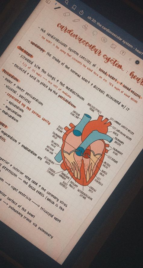 Anatomy Digital Notes, Heart Notes Anatomy, Nursing School Notes Ipad, Notes On The Heart, Cardiovascular System Notes Aesthetic, Biology Notes Ipad, Cardiac Sonography Aesthetic, Cardiovascular System Notes, Anatomy Notes Aesthetic