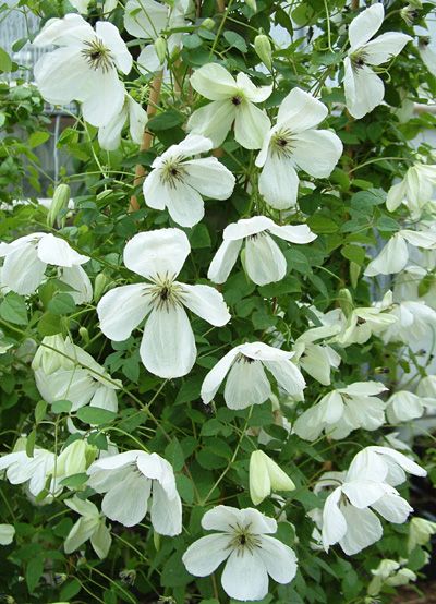 White Clematis, Song Sparrow, Rock Garden Plants, Clematis Vine, Plant Zones, Dogwood Blossoms, White Plants, Home Garden Plants, Moon Garden