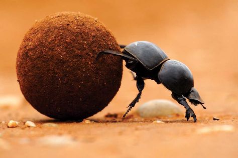 Dung beetles help put soil into the ground for plants to grow. They are decomposers. They also eat poop. Examples of Predators: Birds, bats, reptiles, and other insect-eaters Anaconda Verde, Dung Beetle, Strongest Animal, Rare Species, Fresh Memes, Game Reserve, Southern Africa, African Safari, Funny Puns