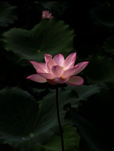 Lotus Aesthetic, Lotus Flower Wallpaper, Lotus Flower Pictures, Lotus Flower Art, Lily Lotus, Theme Nature, Flowers Photography Wallpaper, Peace Illustration, Pink Lotus