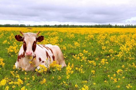 Cow in flowers Cow In Meadow, Cow Reference Photos, Cow In Flower Field, Cow In Flowers, Cow Reference, Cows And Flowers, Cow Field, Cow With Flowers, Wallpaper Horizontal