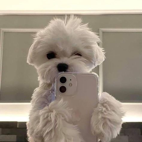 Cute Fluffy Dogs, Cute Dog Wallpaper, Cute Dogs Images, Very Cute Puppies, Puppy Wallpaper, Really Cute Puppies, Cute Small Animals, Dog Icon, Cute Animals Puppies