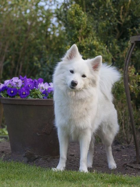 German Spitz Puppy, Spitz Dog Breeds, Japanese Spitz Dog, Alaska Dog, Spitz Puppy, Dog Pomeranian, Spitz Dog, Animal Photoshoot, German Spitz