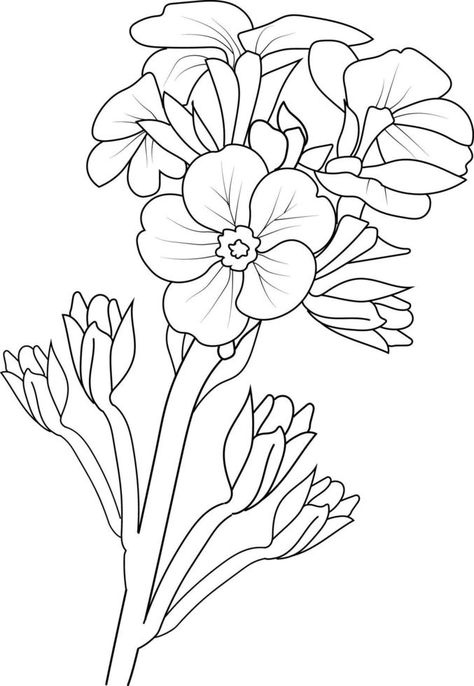 primrose drawing for coloring books, illustration sketch of hand-drawn flowers isolated on white. spring flower and ink art style, botanical garden element. Primrose Sketch, Primrose Flower Drawing, Flower For Coloring, Primrose Drawing, Drawing For Coloring, Flower Tattoo Drawings, Books Illustration, Relief Carving, Flowers Drawing