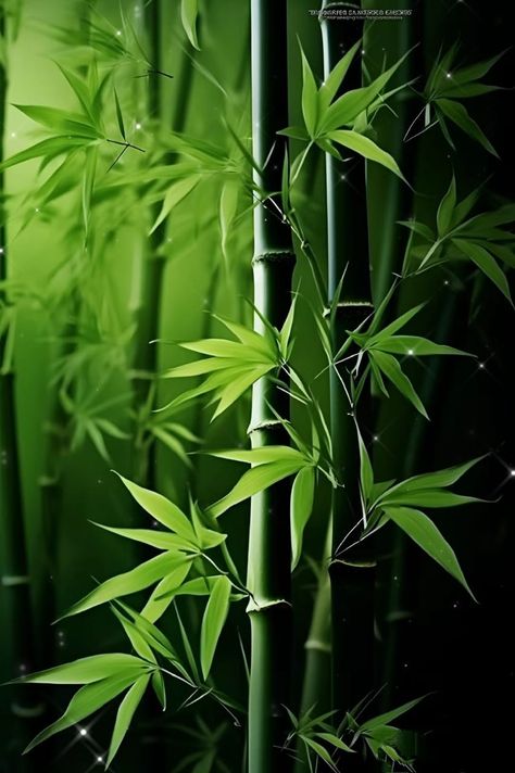 Green Bamboo Aesthetic, Pretty Flowers Photography, Chinese Tree, Green Nature Wallpaper, Bamboo Wallpaper, Ghost Rider Wallpaper, Lucky Bamboo Plants, Indian Wall Art, Lucky Wallpaper