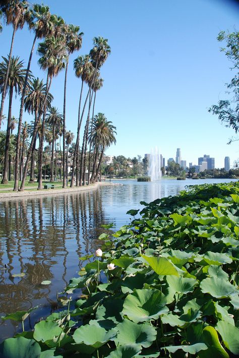 Echo Park Lake, Los Angeles, California Echo Park Lake, Los Angeles Downtown, California Camping, West Coast Road Trip, Vacation Tips, Travel Plan, Public Park, City Of Angels, California Dreamin'