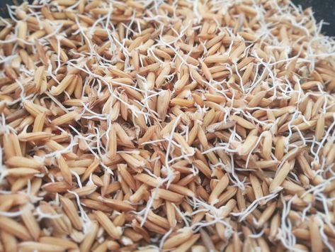 Germinated Rice Seeds Ready to be Sown or Planted stock image Background Texture, Agriculture, Textured Background, Farmer, Stock Photography, Seeds, Rice, Stock Images, Stock Photos