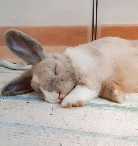 Rabbit Oc, Rabbit Sleeping, Funny Rabbits, Funny Bunny Videos, Don't Disturb, Bunny Room, Sleeping Bunny, Cute Bunny Pictures, Bun Bun