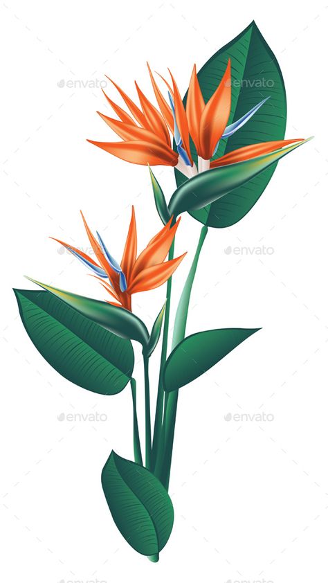 Bird of Paradise Flower Bird Of Paradise Plant Drawing, Bird Of Paradise Flower Stencil, Bird Of Paradise Flower Painting, Birds Of Paradise Illustration, Birds Of Paradise Flower Painting, Birds Of Paradise Plant, Paradise Painting, Bird Of Paradise Flower, Bird Of Paradise Plant