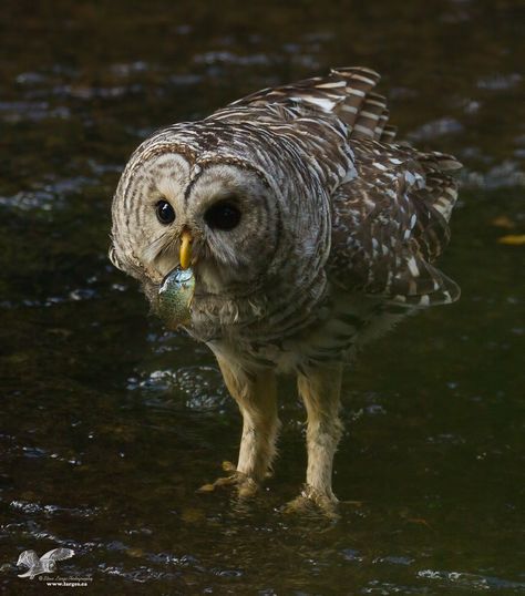 The Fishing Owl / Steve Large.  Barred owls not only hunt for rodents such as mice and voles they also catch fish and crayfish from fresh water streams. In this image an adult barred owl catches a pumpkinseed fish from the creek to feed the young owlets. Animals Reference, Nanaimo Bc, Eurasian Eagle Owl, Owl Species, Eating Fish, Long Eared Owl, Teddy Bear Images, Burrowing Owl, Barred Owl