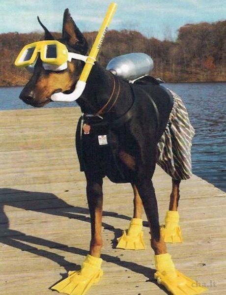 Dog Jokes, Doberman Dogs, Silly Animals, Doberman Pinscher, Cute Animal Photos, Funny Animal Pictures, Animal Photo, Cute Little Animals, Doberman