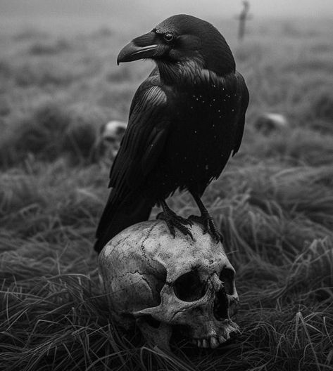 Common Raven, Quoth The Raven, Edgar Allen, Crow Skull, Vulture Culture, Crow Art, Creepy Doll, Allen Poe, Raven Art