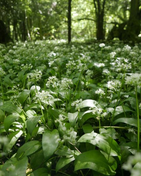 Wild garlic (or Allium ursinum) is a beautiful and edible wild plant that belongs to the Allium family. Did you know there are actually over 920 species of Allium plants which also include onion, leeks and chives? Wild garlic produces beautiful star burst white flowers that provide an important early source of food for pollinators like bees and beetles. The bulbs are also a source of food for wild boars. The entire plant is also edible for humans... Wild Garlic Recipe, Wild Garlic Plant, Allium Ursinum, Wild Leeks, Wild Boars, Garlic Flower, Chives Recipe, Chives Plant, Onion Leeks