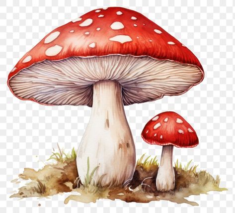 Fungi Images, Mushroom Cartoon, Mushroom Watercolor, Mushroom Png, Graphic Design University, Mushroom Clipart, Toadstool Mushroom, Cartoon Mushroom, Forest Watercolor