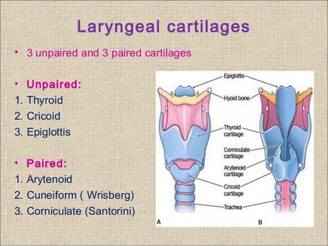 Larynx and its Cartilages Larynx Diagram, Vocal Anatomy, Nose Anatomy, Anatomy Flashcards, Biology Diagrams, Speech Therapy Tools, Retro Art Prints, Speech Path, Medical Anatomy