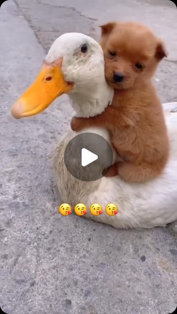 Animal Videos Cutest, Animal Funny Videos, Cute Funny Animals Videos, Dog And Duck, Animal Videos Funny, Animals Video, Baby Animal Videos, Funny Animals With Captions, Dog Video