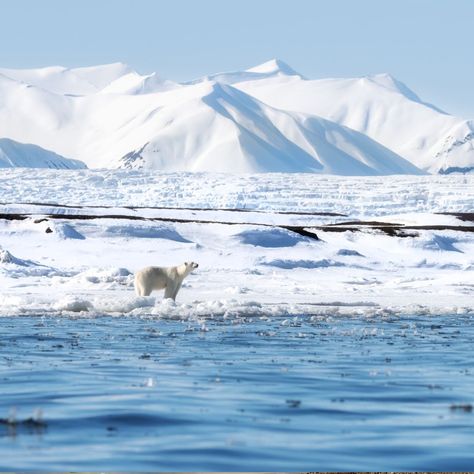 Did you know that Svalbard is one of the best places on Earth for spotting polar bears in the wild? This Arctic paradise offers some of the best opportunities to observe these magnificent creatures as they roam freely in their natural habitat. Experience the thrill of witnessing polar bears in their icy domain, set against the stunning backdrop of Svalbard's rugged landscapes. Whether you're an avid wildlife enthusiast or simply seeking a unique adventure, a visit to Svalbard is sure to be ... Polar Bears Aesthetic, Svalbard Aesthetic, Polar Biome, Arctic Scenery, Polar Bear Aesthetic, Arctic Aesthetic, Polar Landscape, English Portfolio, Arctic Cruise