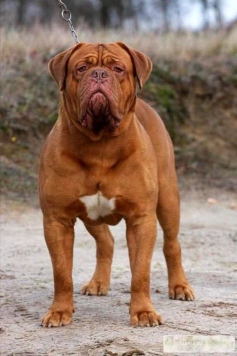 French Mastiff Price in India Dogs Tattoos, French Mastiff Dog, British Mastiff, Bull Mastiff Dogs, Pet Anime, Bordeaux Dog, Mastiff Breeds, Giant Dog Breeds, French Mastiff