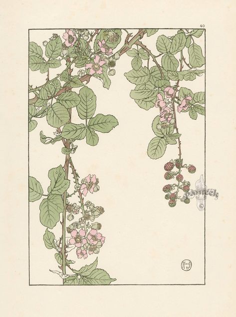 The Bramble - Jeannie Foord - "Decorative Flower Studies", Pochoir Prints, 1901. Scottish Artists, Vintage Botanical Prints, Japanese Woodblock Printing, Plant Illustration, Botanical Drawings, Realistic Drawings, Vintage Botanical, Arte Floral, Antique Prints