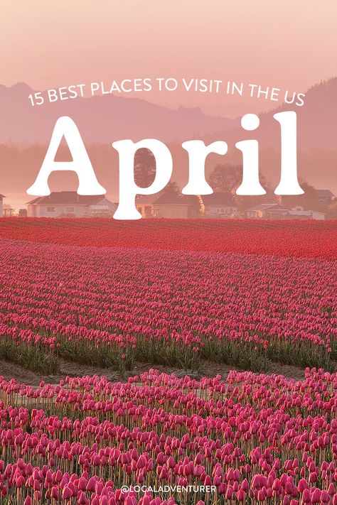 best places to visit in april in usa title over photo of Skagit Valley tulip field April Vacation Destinations, Best Places To Travel In May, Best Places To Travel In April, April Travel Destinations, Best Place To Travel, Usa Vacation Destinations, Best Beach Destinations, April Travel, April Vacation