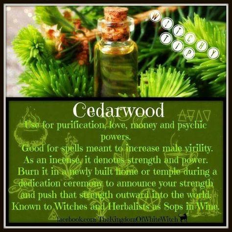 Cedarwood – Witches Of The Craft® Magickal Herbs, Witch Herbs, Magia Das Ervas, Green Witchcraft, Witch Garden, Magic Herbs, Under Your Spell, Magical Herbs, Eclectic Witch