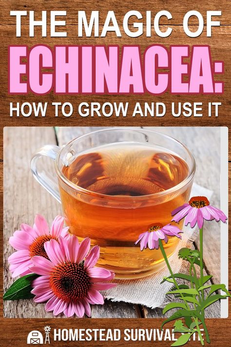 How To Use Echinacea Plant, Ecanacia Flower, Harvesting Echinacea, Harvest Echinacea, Witch's Apothecary, Echinacea Tincture, Herbal Grimoire, Echinacea Plant, Medicinal Wild Plants