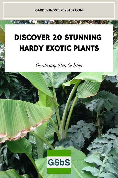 Explore the world of hardy exotic plants with our top picks for cold climates! Discover a stunning selection of winter-hardy tropical plants that thrive in the UK and other regions with chilly winters. These resilient beauties bring a touch of the tropics to your garden. Whether you're looking for colourful foliage or unique blooms, these hardy tropical plants will add an exotic flair to your outdoor space. Cold Hardy Tropical Plants, Tropical Garden Uk, Hardy Tropical Plants, Tropical Plants Uk, New Build Garden Ideas, Blue Passion Flower, Yucca Filamentosa, Small Tropical Gardens, Fatsia Japonica