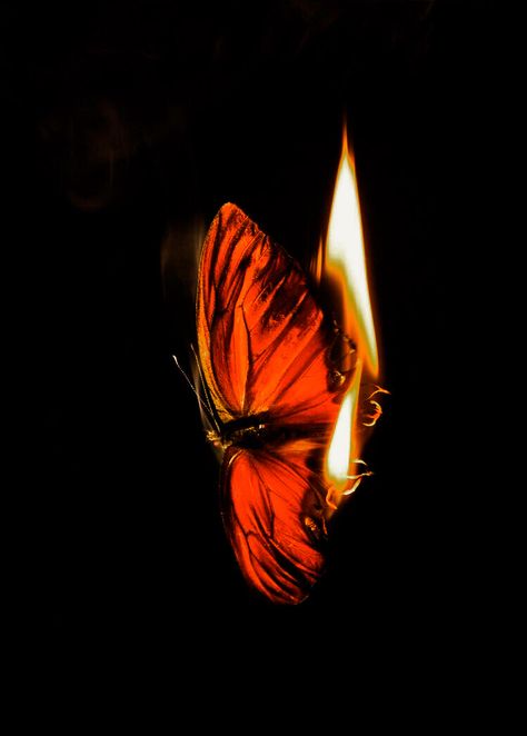 Burning Passion Aesthetic, Phoenix Core, Burning Tree Aesthetic, Fire Butterfly, Fire Butterfly Aesthetic, Butterfly On Fire, Moth To A Flame Aesthetic, Moth To A Flame, Flame Butterfly Wallpaper