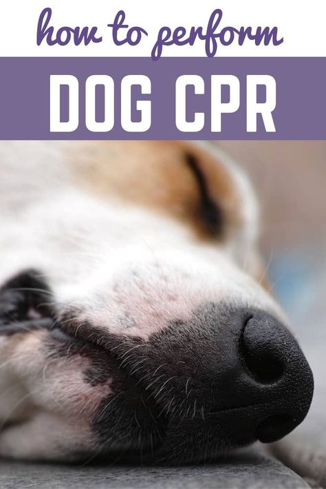 Learn how to perform dog CPR - it could save your dog's life! #dogcpr #dogs #dogcare #dogsafety Dog Cpr, Dogs Ideas, Training A Puppy, Pet Remedies, Dog Skin Care, Adventure Dog, Dog Breeding, Dog Health Tips, Pet Ideas