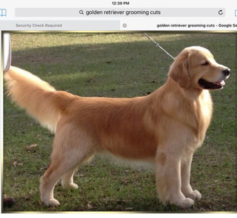 Golden Retriever Short Haircut, Golden Retriever Haircut Styles, Golden Retriever Haircut, Golden Retriever Grooming, Dog Grooming Styles, Puppy Obedience Training, Positive Dog Training, Summer Cut, Dog Haircuts