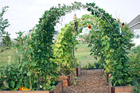 Learn why you should be growing a potager garden for your organic backyard garden. A potager kitchen garden is best place to start if you want a beautiful and productive garden harvest. Combine vertical gardening with raised beds and grow fruit, flowers, veggies, and herbs for the ultimate potager vegetable garden. Veggie Garden Design, Organic Backyard, Productive Garden, Vegetable Beds Raised, Homegrown Food, Lay Outs, Home Grown Vegetables, Vertical Gardening, Potager Garden