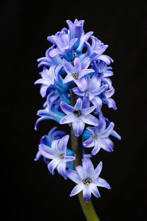 Hyancith Flower Aesthetic, Hyancith Flower, Hyacinth Tattoo, Flower References, Hyacinth Flower, Hyacinth Flowers, Png Flower, Reference Pics, Fragrant Flowers