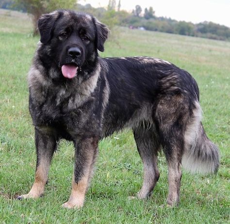 The Sarplaninac is a mountain dog indigenous to the Sar Mountains, bordering the Kosovo, Macedonia and Albania regions, from where it also attained its name. Primarily used for guarding livestock, this breed has a large and fluffy appearance, with almond-shaped, dark eyes, a well-muscled body and a curved, bushy tail. These molosser breeds with their … Sarplaninac Dog, Vicious Dog, Dog Oc, Dog Trick, Aggressive Dogs, Livestock Guardian Dog, Agility Training For Dogs, Disabled Dog, Anatolian Shepherd