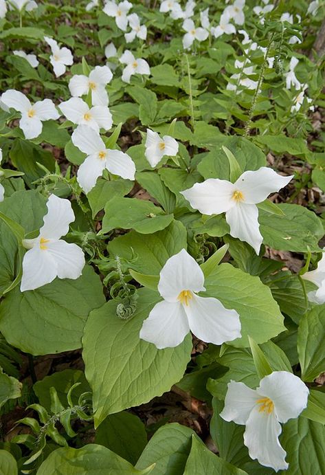 Large-flowered Trillium (Trillium grandiflorum) Aman Park Ottawa County, Michigan May 11 Ohio Symbols, Trillium Grandiflorum, Identifying Plants, White Trillium, Trillium Flower, Minnesota Wildflowers, Deciduous Forest, Shade Garden Plants, Woodland Flowers