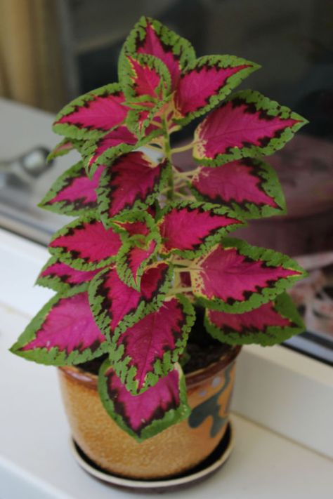 Coleus Bouquet, Coleus Plants Care Indoor, Coleus In Pots, Propagating Coleus Plant, Flower Pairings, Bath Plants, Propagate Coleus, Growing Coleus From Seed, Houseplant Display