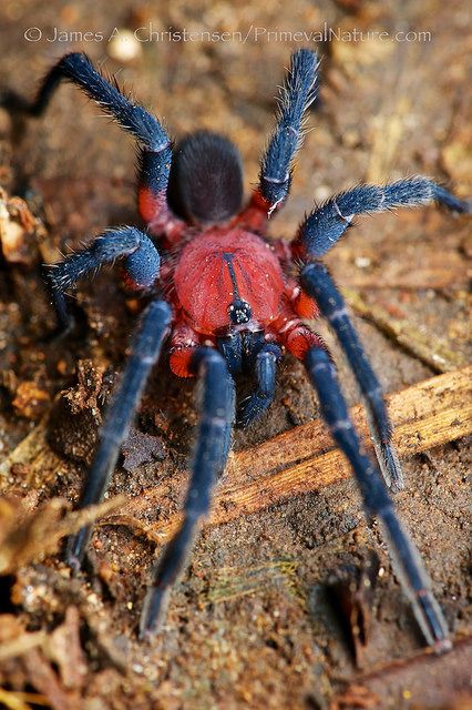 A brush-footed trapdoor spider, apparently either genus Strophaeus or Idiophthalma ~ By James Christensen Trapdoor Spider, Arachnids Spiders, Spider Species, Spider Costume, Cool Insects, Cool Bugs, Beautiful Bugs, Arthropods, Design Seeds