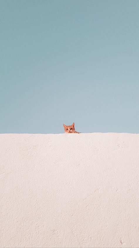 Cat And Dog, Orange Cat, Wallpapers, Iphone, Van, Orange, Wall, Blue, White