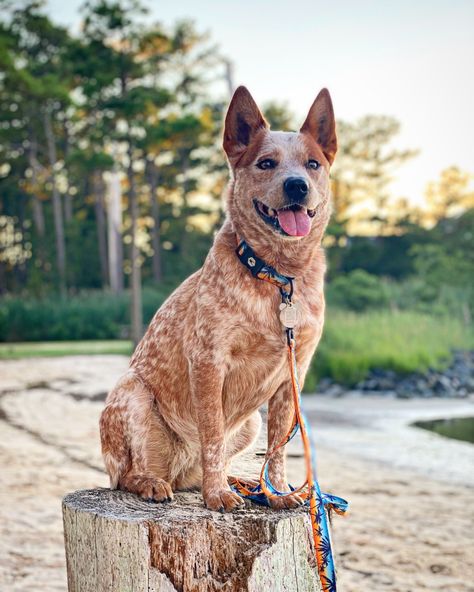 Red Healer, Red Heelers, Red Heeler Puppy, Red Heeler Aesthetic, American Cattle Dog, Cattle Dog Mix Breeds, Red Cattle Dog, Red Australian Cattle Dog, Red Heeler Dog