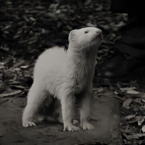 Draco Malfoy, Ferret, A Black, Black And White, White, Black