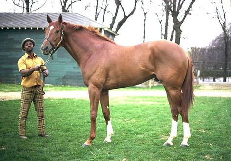 I have posted photos of Secretariat over the years, including a collection of shots seven years ago, but never all of them in one place. I figured it was time to put all these photos together in a single blog, just to have them archived and easily accessible. Secretariat Horse, Thoroughbred Racehorse, Triple Crown Winners, Sport Of Kings, Race Horses, All About Horses, Thoroughbred Horse, Triple Crown, Horse Barn