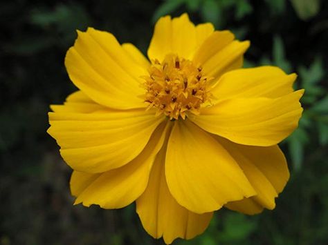 Amazon.com : 300 YELLOW SULPHUR COSMOS Bipinnatus Flower Seeds *Comb S/H : Flowering Plants : Garden & Outdoor Sulphur Cosmos, Flowers Cosmos, Cosmos Bipinnatus, Yellow Plants, Attracting Bees, Plant Seeds, Plant Spacing, Planting Seeds, Flower Seeds