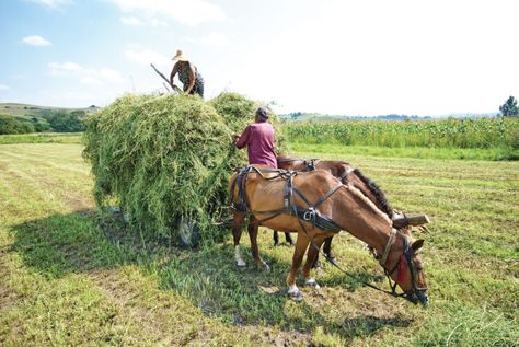 Making Hay By Hand: How to Use a Scythe - Grit | Rural American Know-How Hay Meadow, Raising Ducks, Future Farms, Down On The Farm, Horse Drawn, Small Farm, Urban Farming, Off Grid Living, Farm Equipment