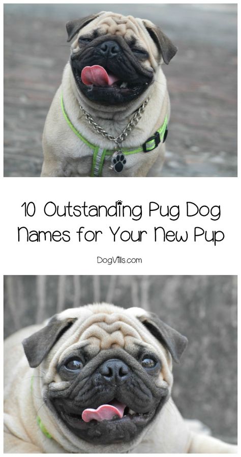 Need some great pug dog names to put into the hat for your sweet new pup? Check out these 10 darling ideas for boys and girls! Funny Dog Names, Pug Names, Cute Names For Dogs, Names Boy, Dog Personality, Cutest Puppy, Nature Colors, Pug Puppies, Boy Dog