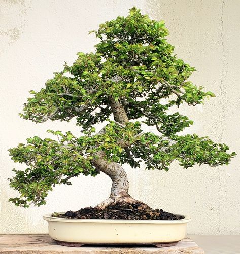 Meditation Ideas, Chinese Elm Bonsai, Elm Bonsai, Tree Types, Bonsai Tree Types, Indoor Bonsai Tree, Juniper Bonsai, Succulent Garden Design, Bonsai Styles