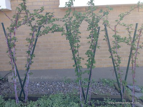 black raspberries, two weeks later Growing Berries, Black Raspberries, Fruit Growing, Growing Raspberries, Edible Landscape, Raspberry Plants, Berry Garden, Berry Plants, Berry Bushes